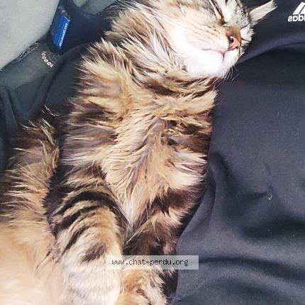 Photo 2/5 YOUKI Chat perdu à Livry gargan