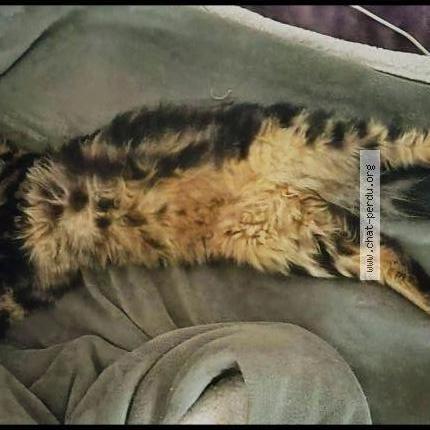 Photo 3/5 YOUKI Chat perdu à Livry gargan