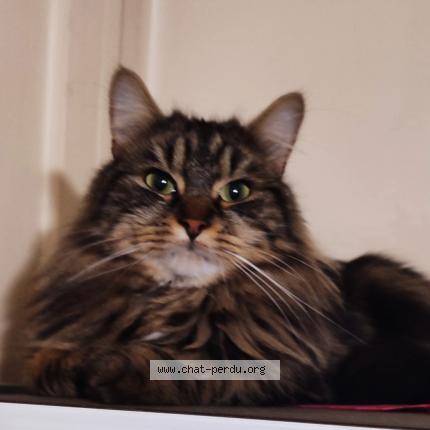 Photo 5/5 YOUKI Chat perdu à Livry gargan