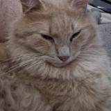 Photo de chat perdu à Bouilly