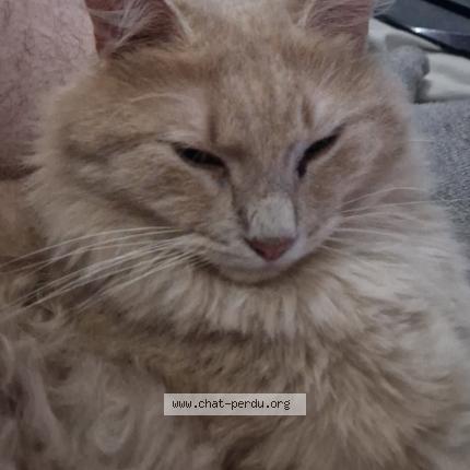 Photo 1/1 Alexis Doucet Chat perdu à Bouilly