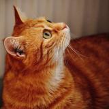 Photo de chat perdu à Marseille