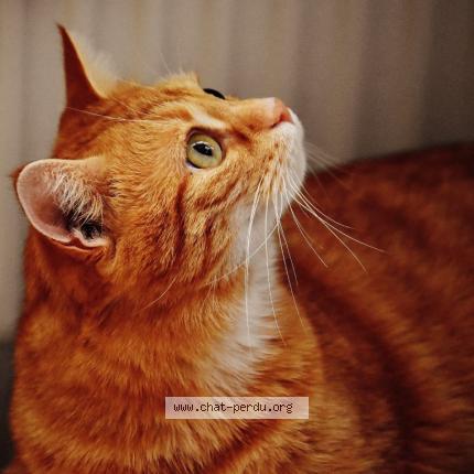 Photo 1/1 TANGUY Chat perdu à Marseille