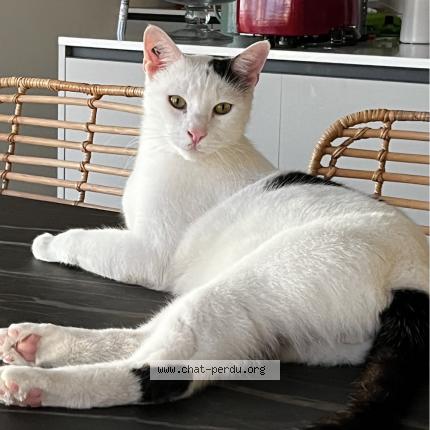 Photo de chat perdu à Beziers