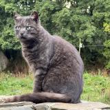 Photo de chat perdu à Saint Lo