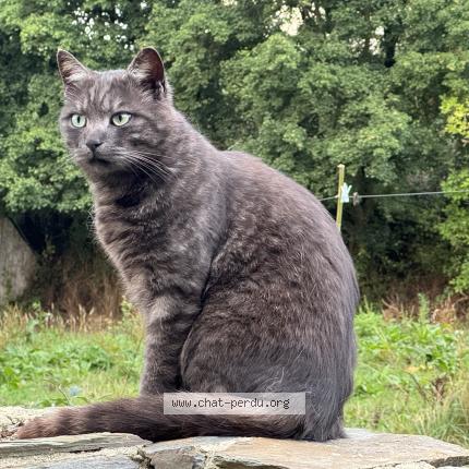 Photo 1/1 Django Chat perdu à Saint lo