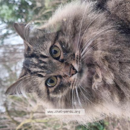 Photo de chat perdu à Conquereuil