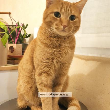 Photo 1/1 Popcorn Chat perdu à Briosne les sables