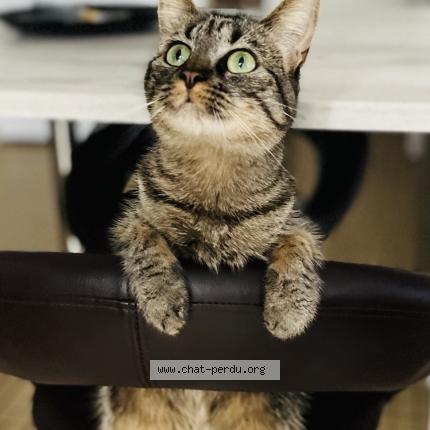 Photo 1/1 Molly Chat perdu à Saint denis de gastines
