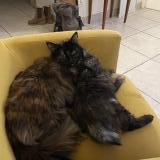 Photo de chat perdu à Irigny