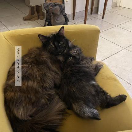 Photo 1/1 Umi Chat perdu à Irigny