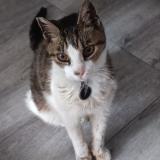 Photo de chat perdu à Chambery