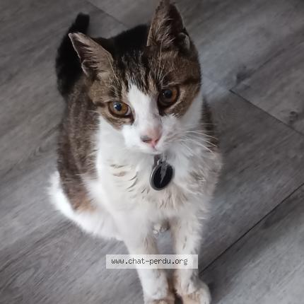 Photo 1/1 Princesse Chat perdu à Chambery