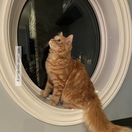 Photo 1/2 Chat retrouvé Perdu à St hyacinthe