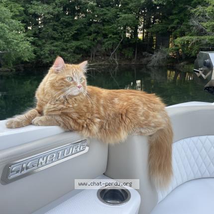 Photo 2/2 Chat retrouvé Perdu à St hyacinthe