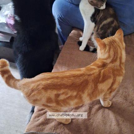 Photo 1/1 Caramel Chat perdu à Nantes