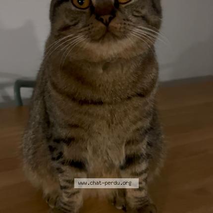 Photo 1/1 Youcou Chat perdu à Mondorf les bains