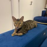 Photo de chat perdu à Toulouse