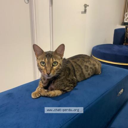 Photo 1/1 Simba Chat perdu à Toulouse