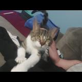 Photo de chat perdu à Wayne