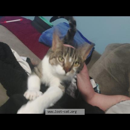 Photo 1/1 rock Chat perdu à Wayne