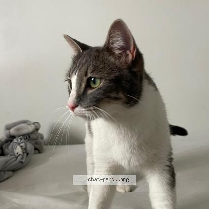 Photo 1/1 Chat retrouvé Trouvé à Maisons Alfort