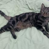 Photo de chat perdu à La Machine