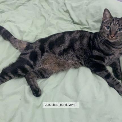 Photo 1/1 Julius Chat perdu à La machine