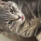 Photo de chat perdu à Mesilla Park