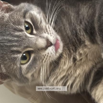 Photo 1/1 Michi Chat perdu à Mesilla park