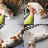 Photo de chat trouvé à St Agnan