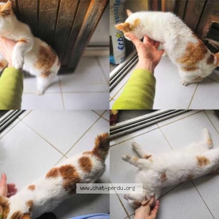 Photo 1/4 Chat trouvé Trouvé à St agnan