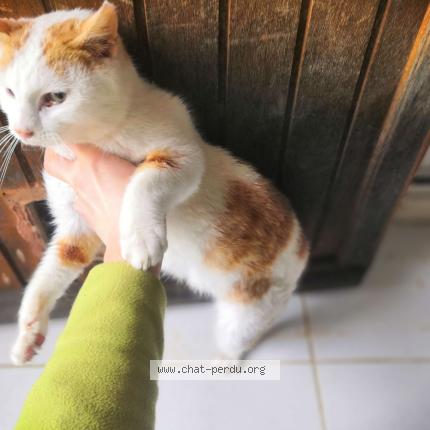 Photo 2/4 Chat trouvé Trouvé à St agnan