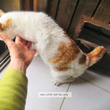 Photo 3/4 Chat trouvé Trouvé à St agnan