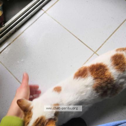 Photo 4/4 Chat trouvé Trouvé à St agnan