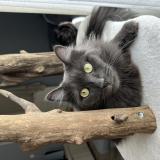 Photo de chat perdu à Romagnat