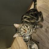 Photo de chat perdu à La Roche De Rame