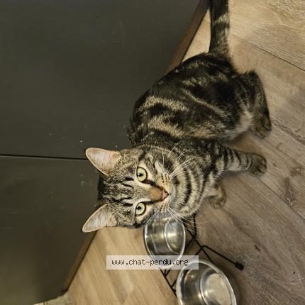 Photo 1/1 Atlas Chat perdu à La roche de rame