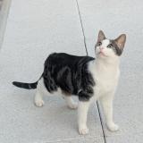 Photo de chat perdu à St Lambert La Potherie