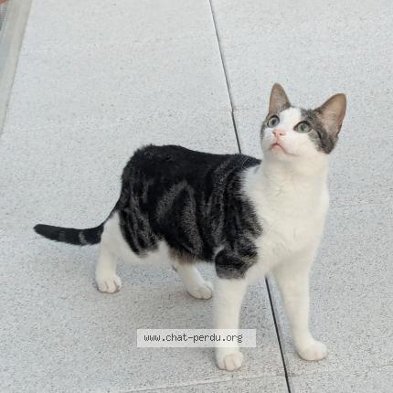 Photo 1/1 Philbert Chat perdu à St lambert la potherie