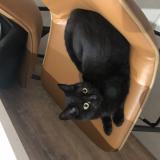 Photo de chat perdu à Caumont Sur Durance