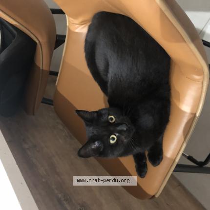 Photo 1/1 Akira Chat perdu à Caumont sur durance