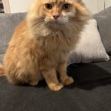 Photo de chat trouvé à Saint Germain Sur Ay