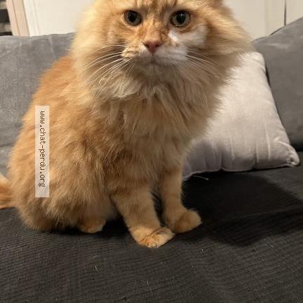 Photo 1/1 Chat trouvé Trouvé à Saint germain sur ay