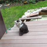 Photo de chat trouvé à Vern Sur Seiche