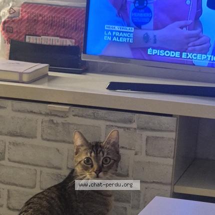 Photo 1/1 Salem Chat perdu à Argenteuil