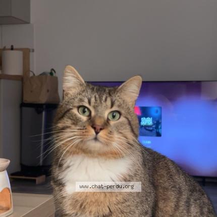 Photo 1/1 Krimo Chat perdu à Villeneuve saint denis