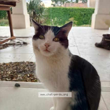 Photo 1/1 Chat trouvé Trouvé à Sauzet