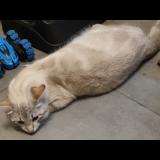 Photo de chat perdu à Chateaubourg