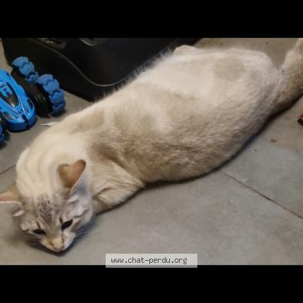 Photo 1/1 &Eacute;clair Chat perdu à Chateaubourg